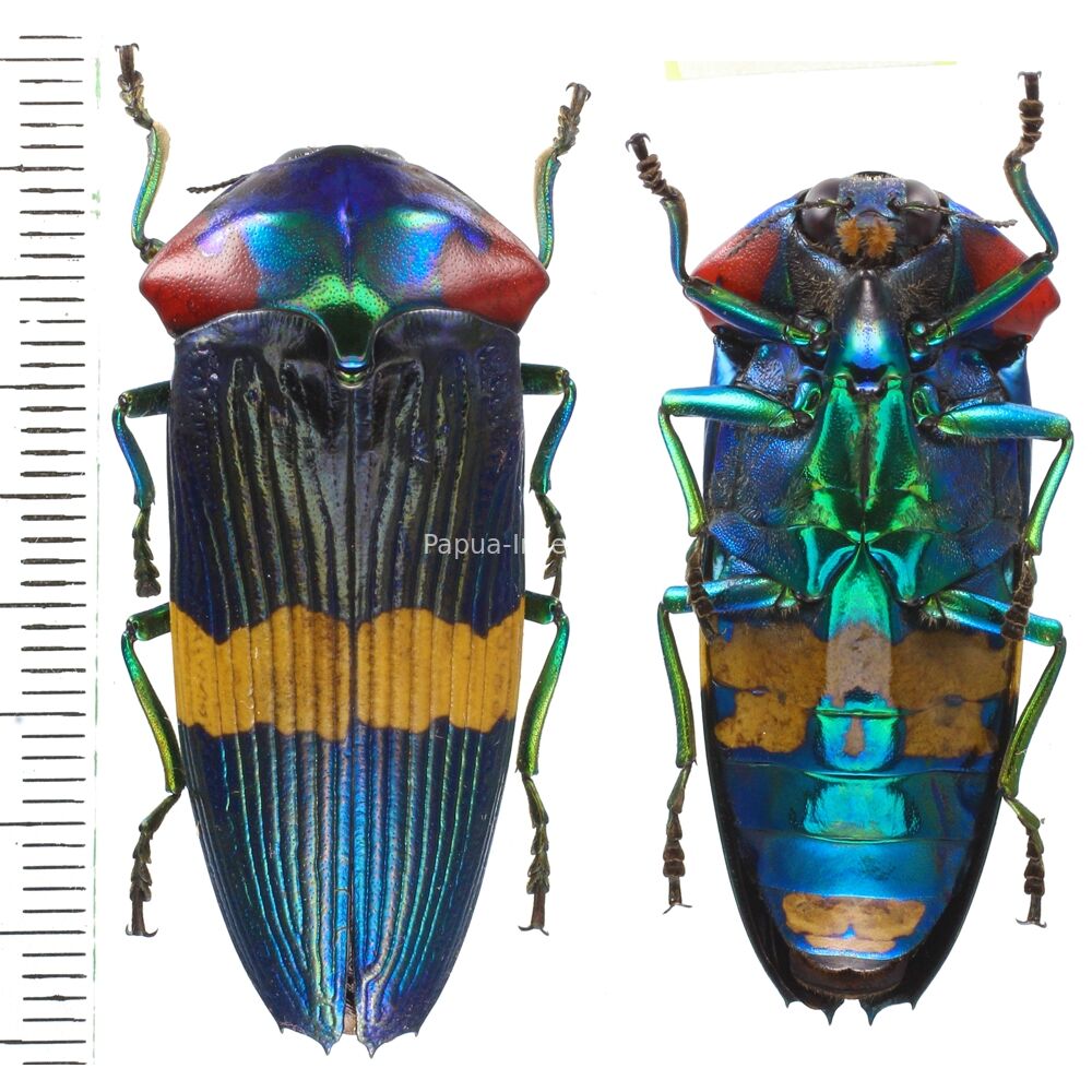 Calodema - Shop - Papua-insects