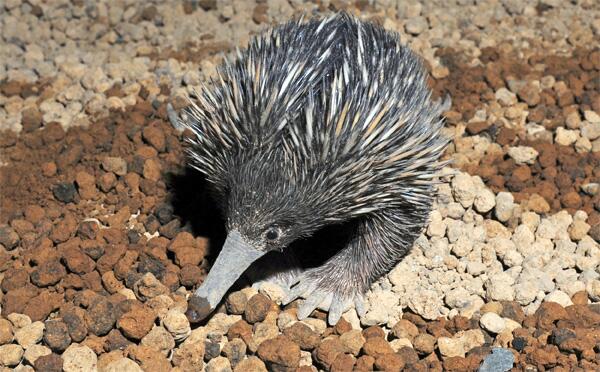 カモノハシのトレンド入り、一瞬でしたね…。カモノハシは