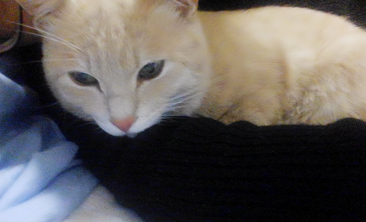 にゃー(飼い猫) (@Fl7m5NyhLHBzLcv) / Posts / X