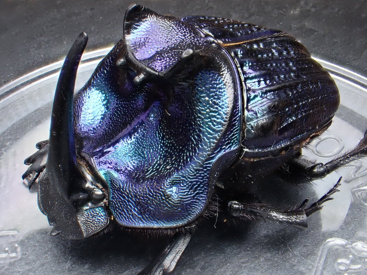 Megaphanaeus lancifer 🇵🇪Peru ランキフェールオオニジ