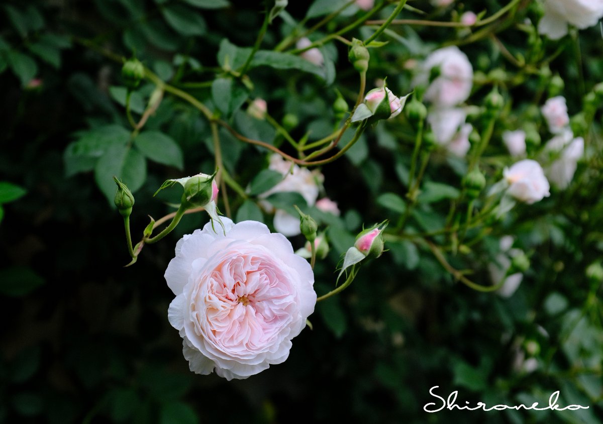 専用になりました。トルコ、薔薇4点 専用になりました。トルコ、薔薇