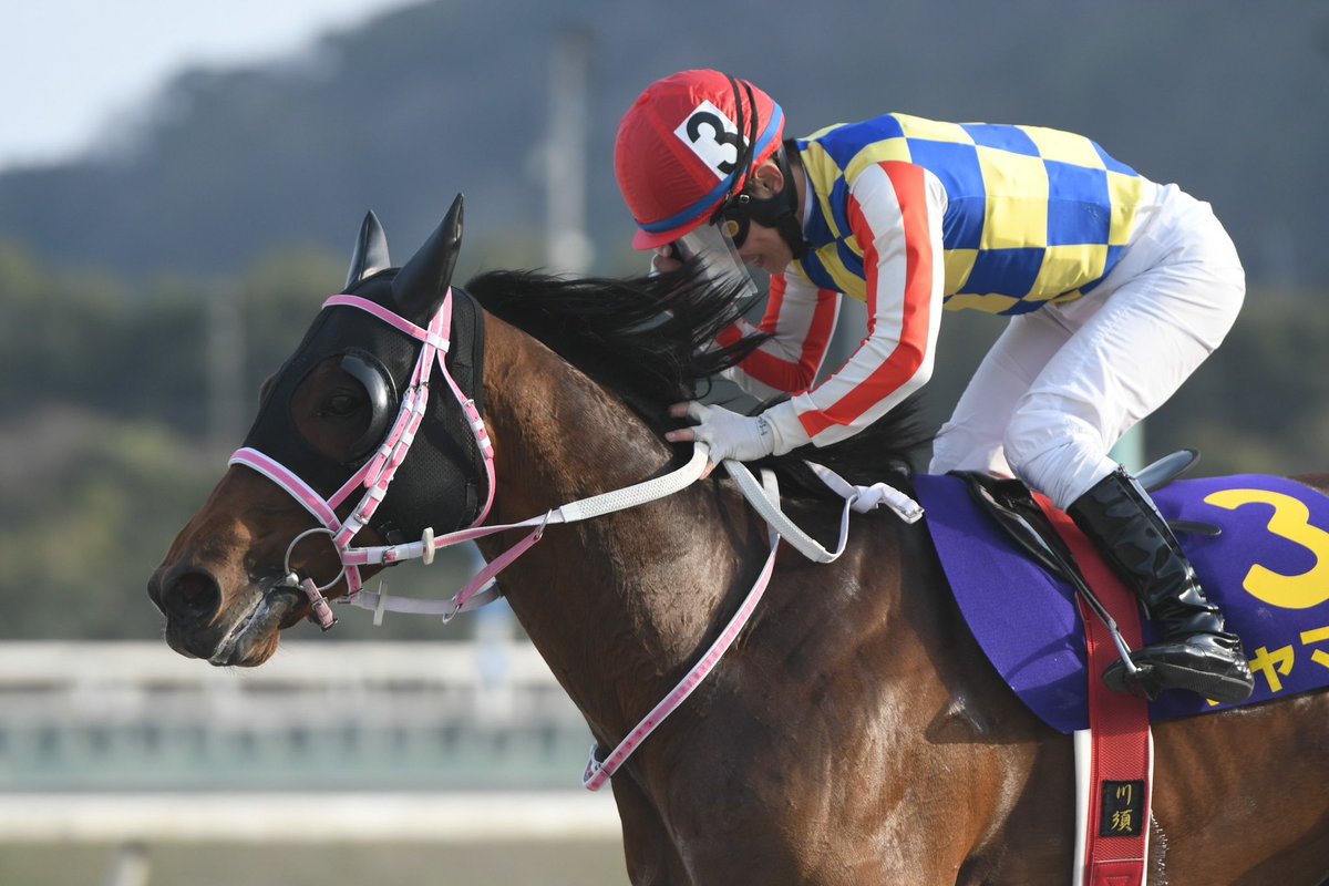 高地競馬 黒船賞 シャマル キャップ 高知・黒船賞結果】シャマルが内