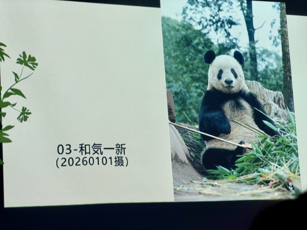 大パンダ展2026〜シャンシャンと祝う春節祭〜」🐼 シャンちゃんの写真