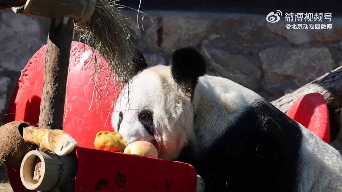 momopanda (@momotaro876) / Posts / X