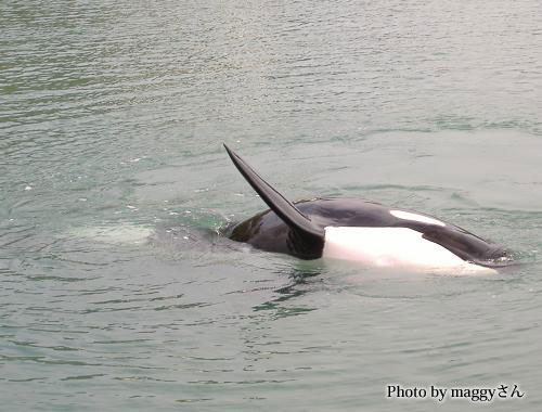 No:137 『シャチのナミちゃん』 from maggyさん : 水族館ふりーく