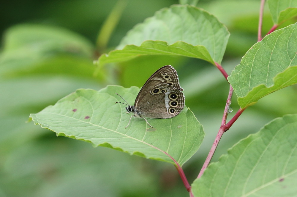 ウラジャノメ 雌雄比較図 ＋ 吐出吸い戻し行為 : 蝶鳥ウォッチング