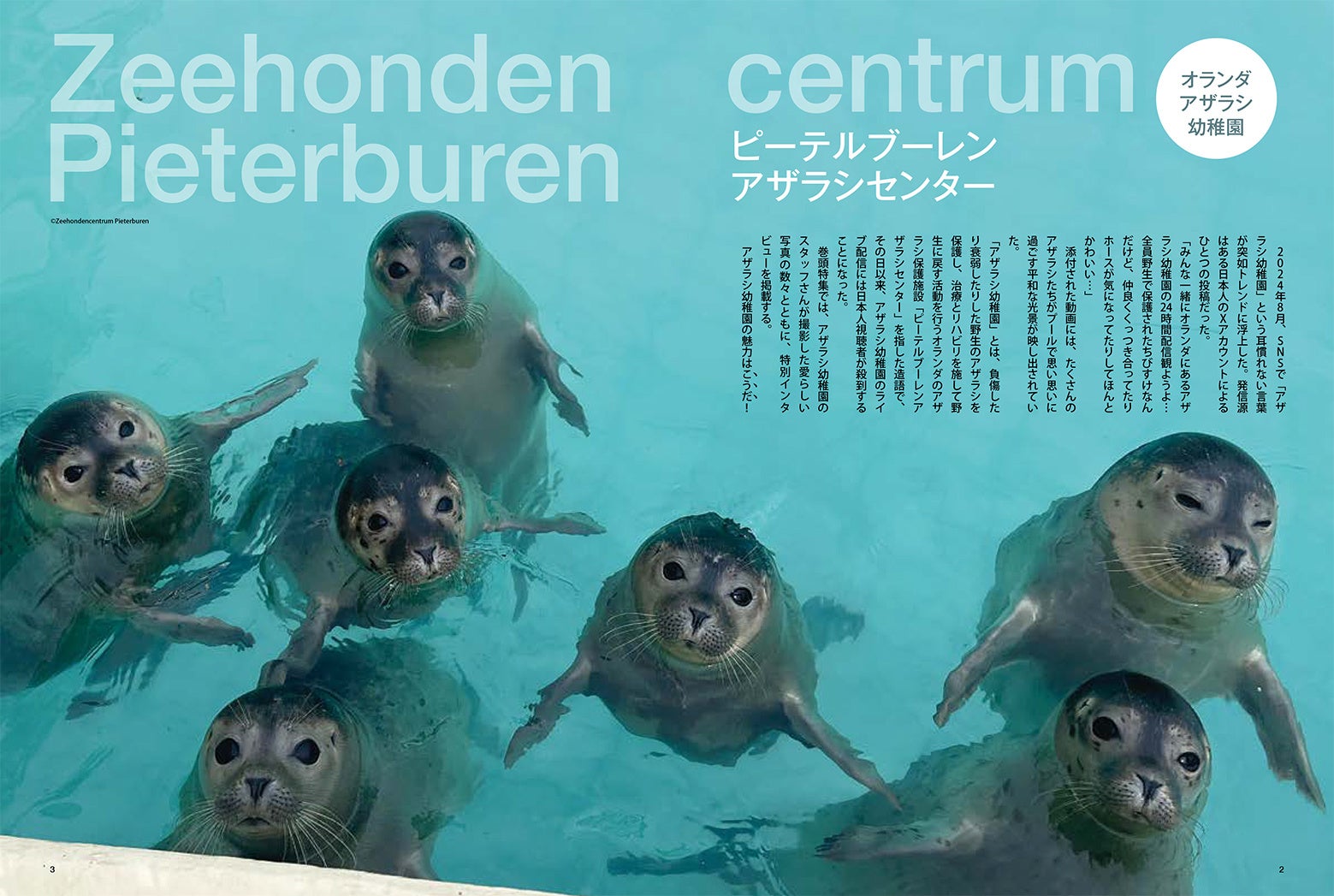 アザラシ幼稚園」表紙＆巻頭特集 Amazon初登場で「総合1位」を獲得した