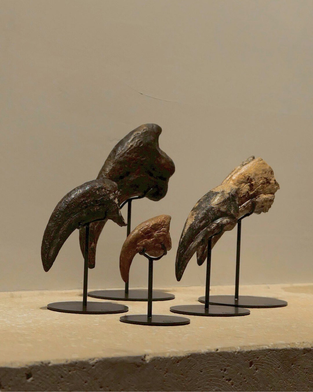 恐竜ファン必見！アフリカ発・希少恐竜スコミムス＆アンキロサウルスの
