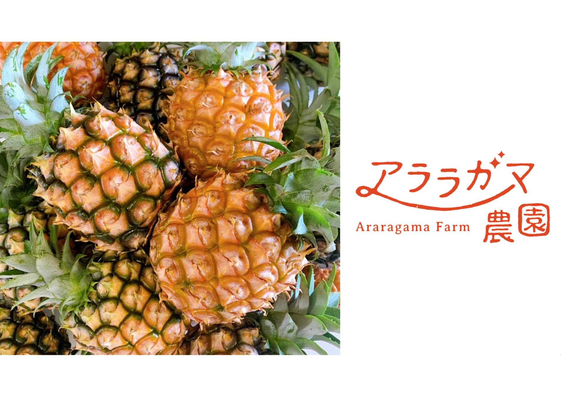 アララガマ農園、“香りまで美味しい”完熟ミニピーチパインを数量限定で