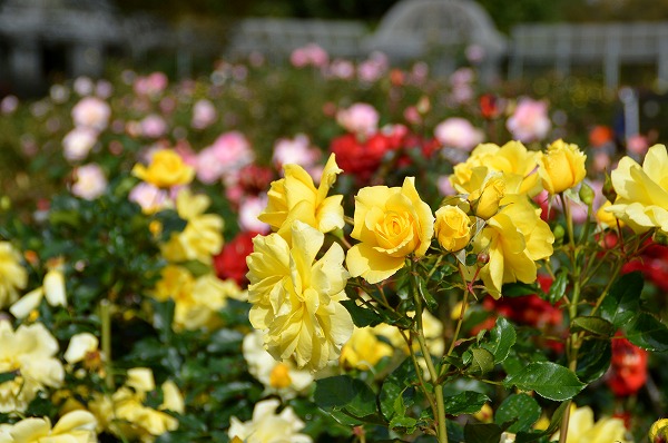 今がまさに見頃ピーク！「秋バラ」約150品種350本の無料バラ園（小田原