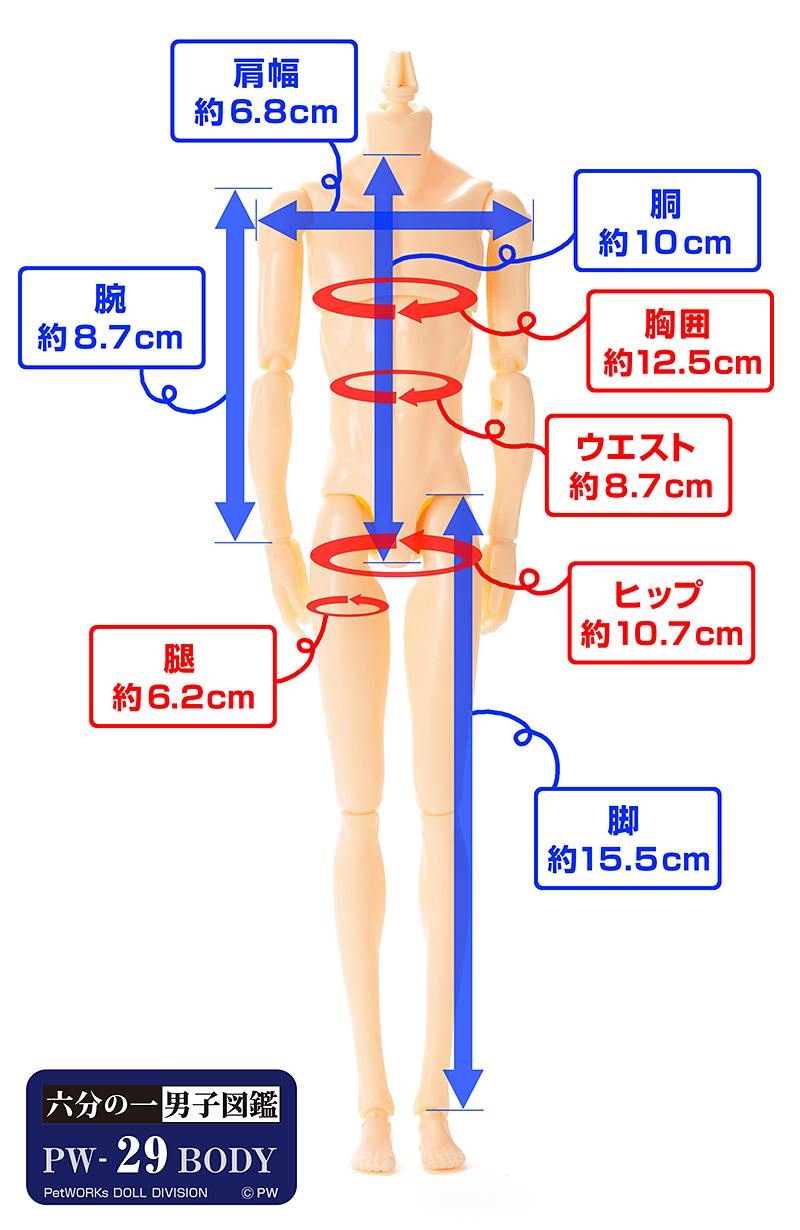 六分の一男子図鑑 PW-29BODY 褐色 - PetWORKs Store