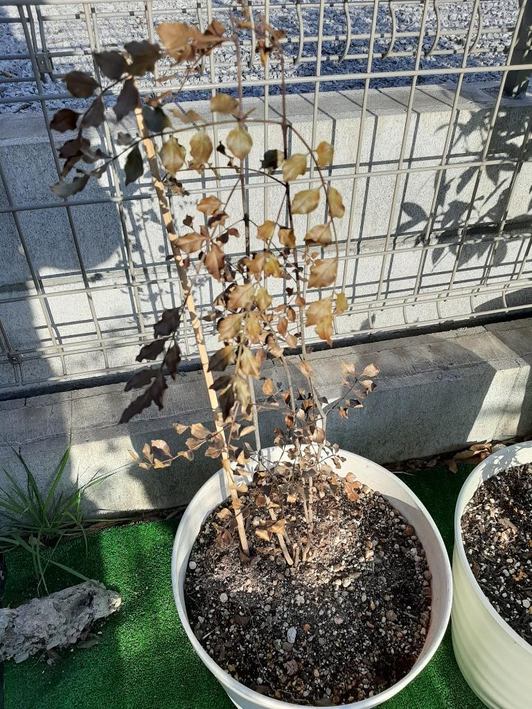 シマトネリコ 樹高0.3m前後 10.5cmポット （ 単 品 ） 苗 植木 苗木 庭