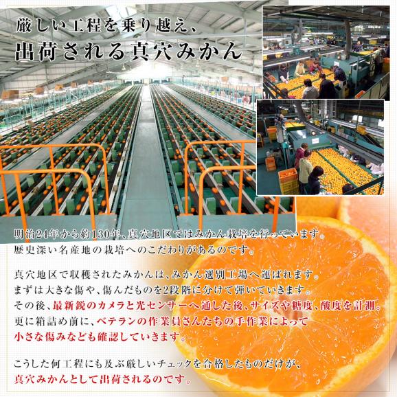 愛媛県 JAにしうわ 真穴みかん 3キロ以上2Lサイズ（21玉) 送料無料