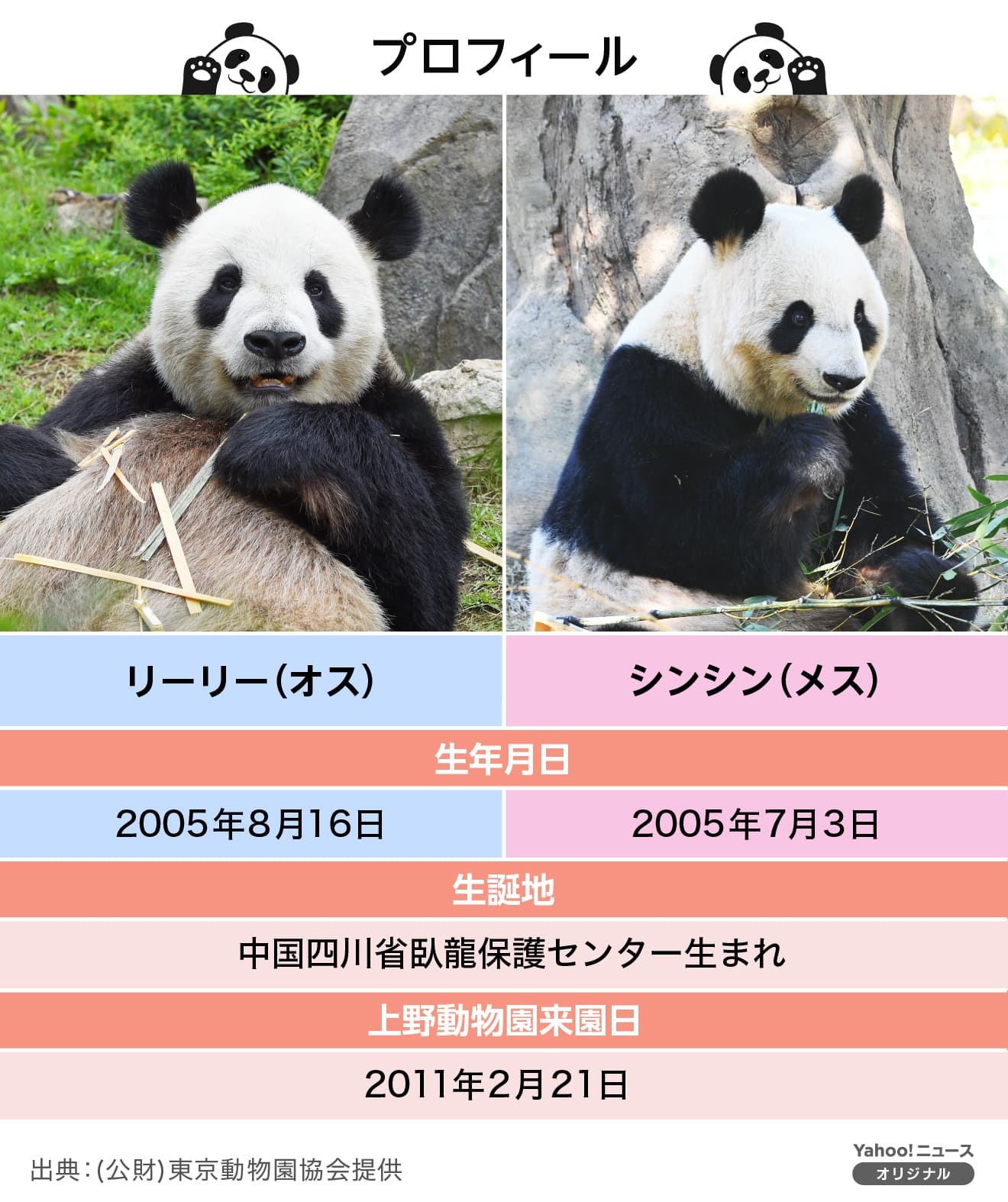 上野動物園のジャイアントパンダ「リーリー」「シンシン」特集 - Yahoo
