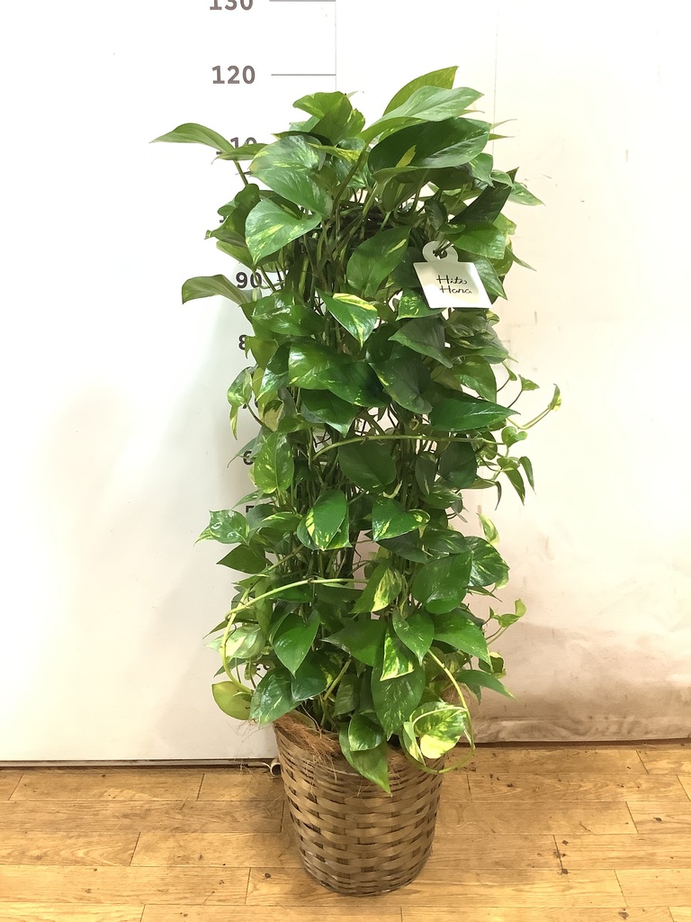 ポトス 8号 | 観葉植物 | インテリアやギフトに - Hitohana（ひとはな）