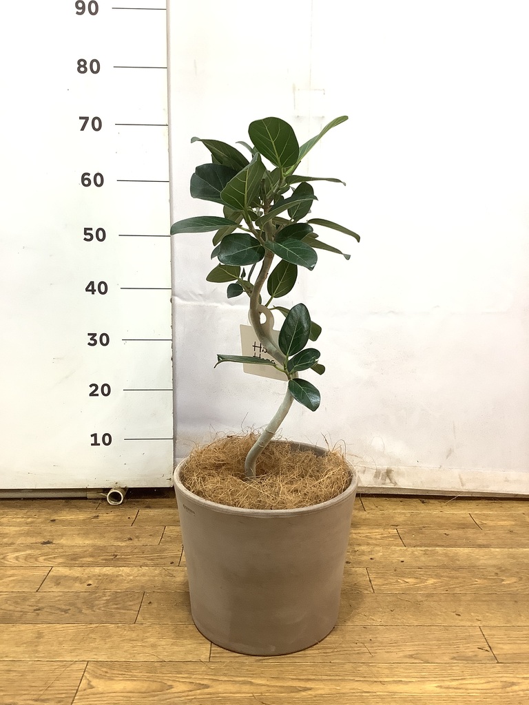フィカス ベンガレンシス 5号 | 観葉植物通販 HitoHana（ひとはな）