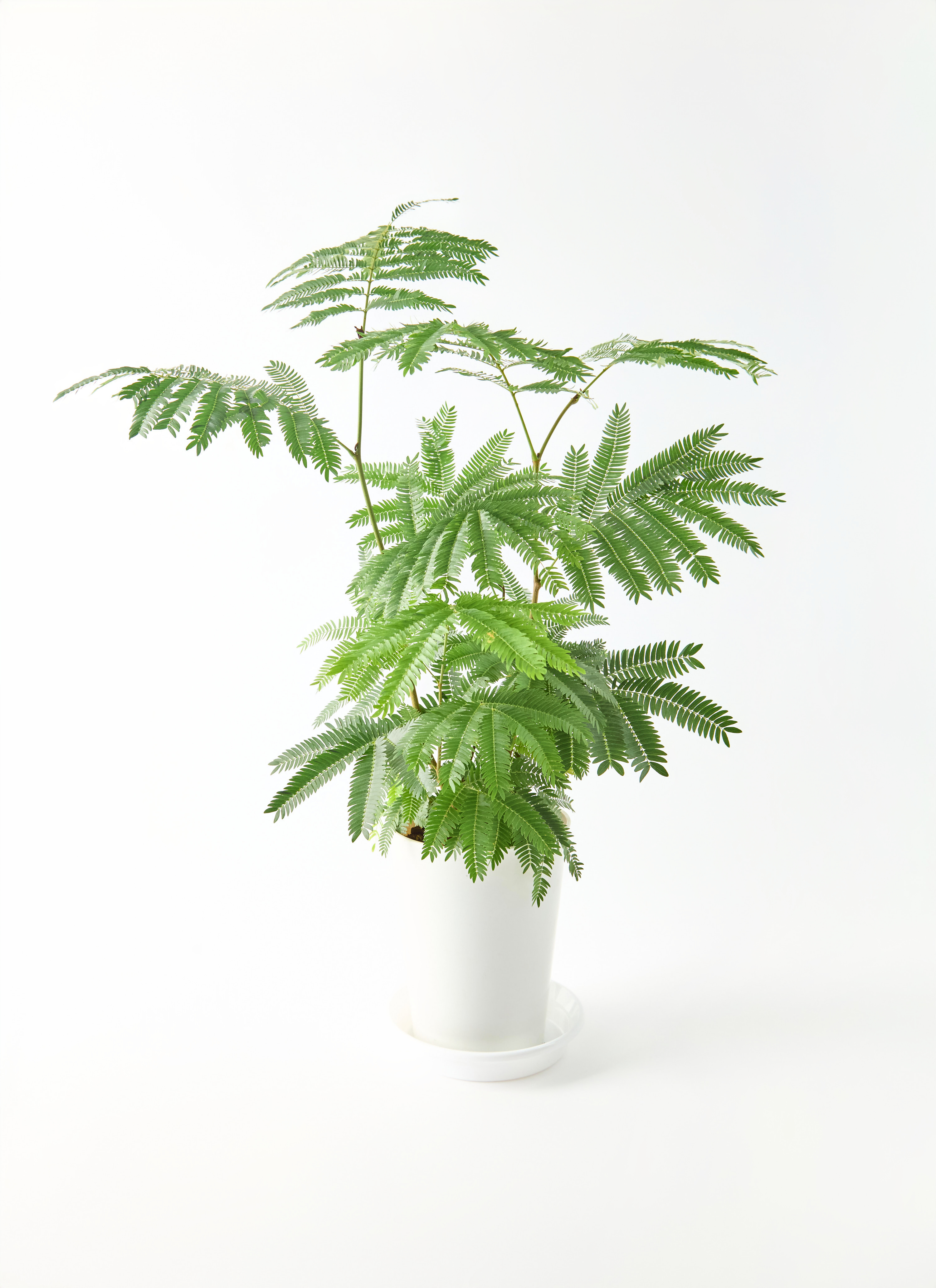観葉植物 エバーフレッシュ 6号 プラスチック鉢 | 観葉植物なら
