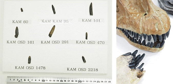 アトラサウルス 歯 化石 恐竜 竜脚類は植物食」歯化石の傷を