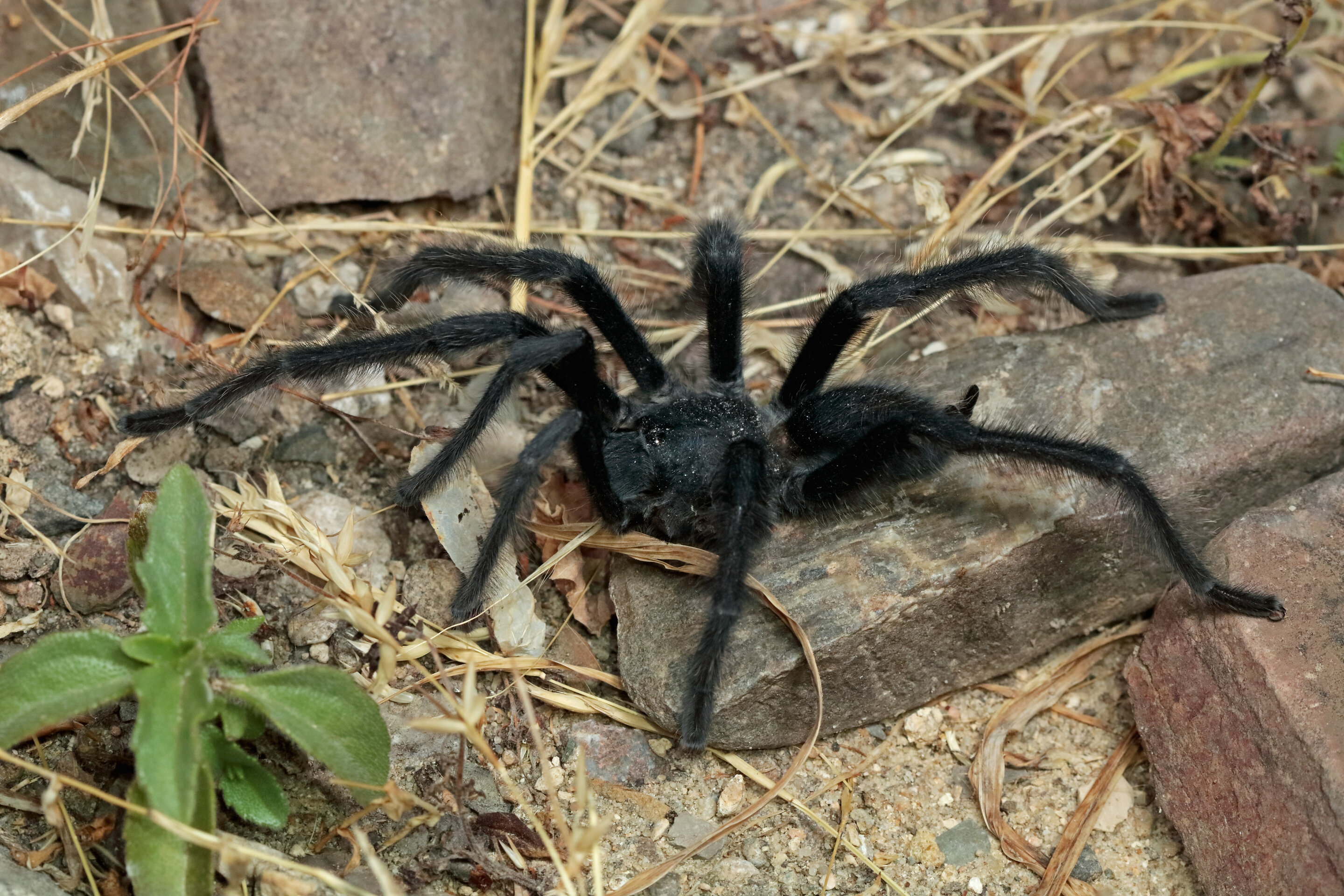 New tarantula species so feisty that males may have evolved record