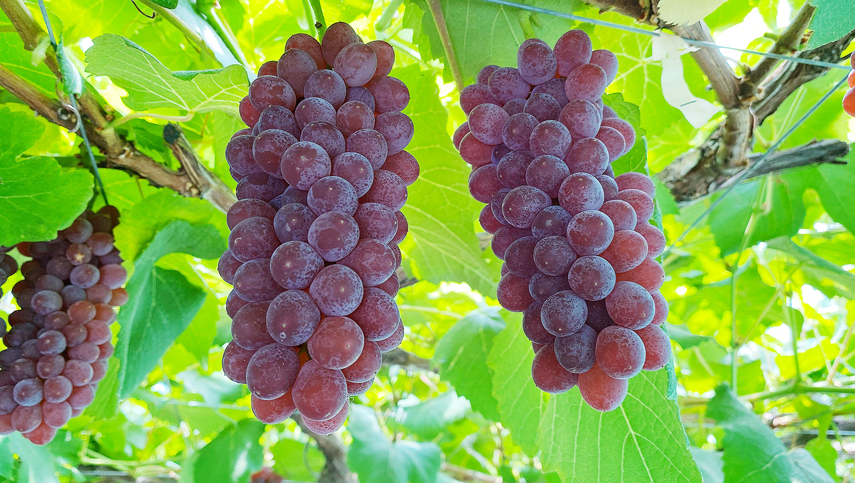 相良果樹園 - 山形県高畠町の果樹農家