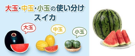 大玉スイカ 3Xブラックジャック｜種（タネ）,球根,苗,資材