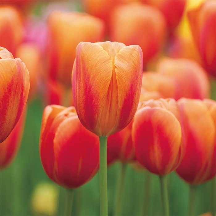 チューリップ mix & match シトラス｜種（タネ）,球根,苗,資材