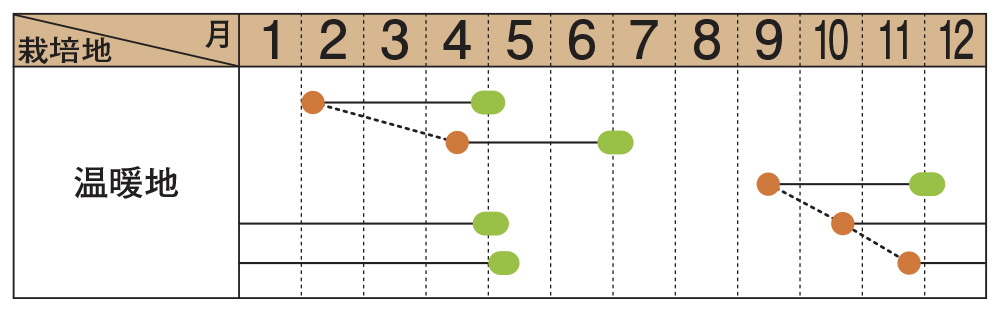 マメ ひよこ豆｜種（タネ）,球根,苗,資材,ガーデニンググッズの通販は