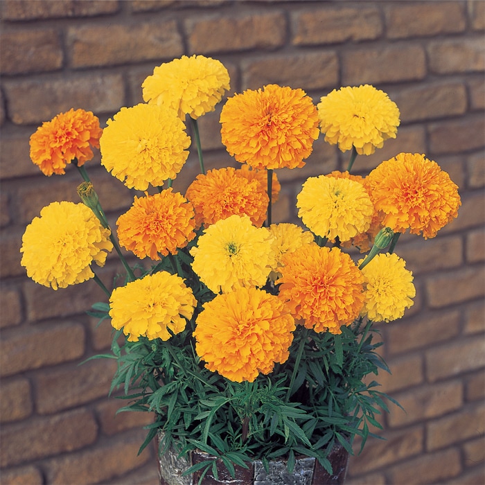 マリーゴールド アイシス ミックス｜種（タネ）,球根,苗,資材