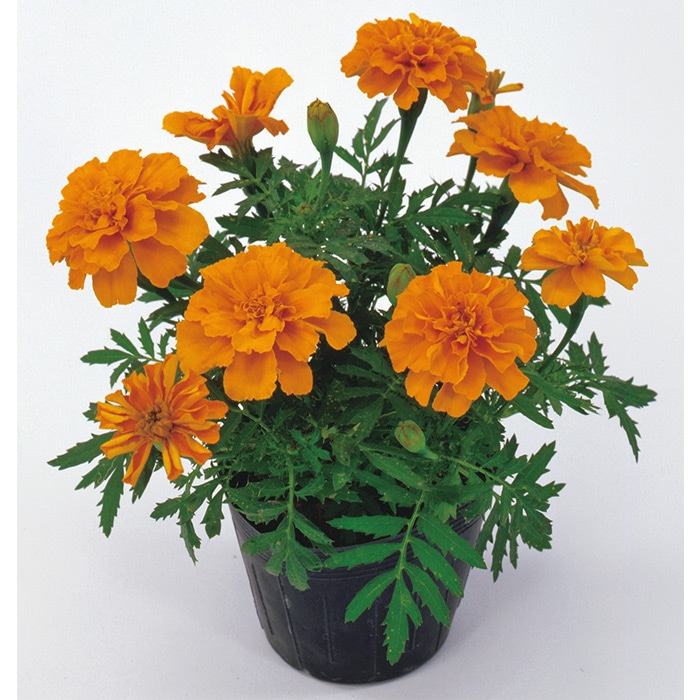 マリーゴールド サファリ ミックス｜種（タネ）,球根,苗,資材