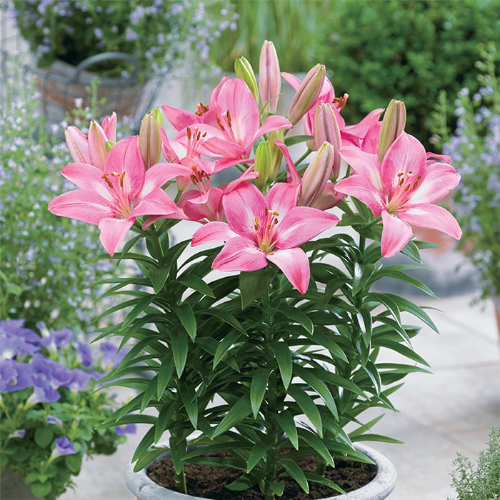 冷蔵ユリ スカシユリ フェアリーリリーミックス｜種（タネ）,球根,苗