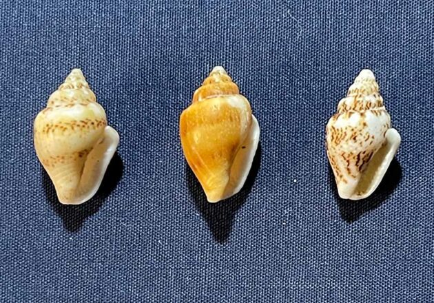 フトコロガイ科 アーカイブ | 由比ヶ浜貝殻図鑑