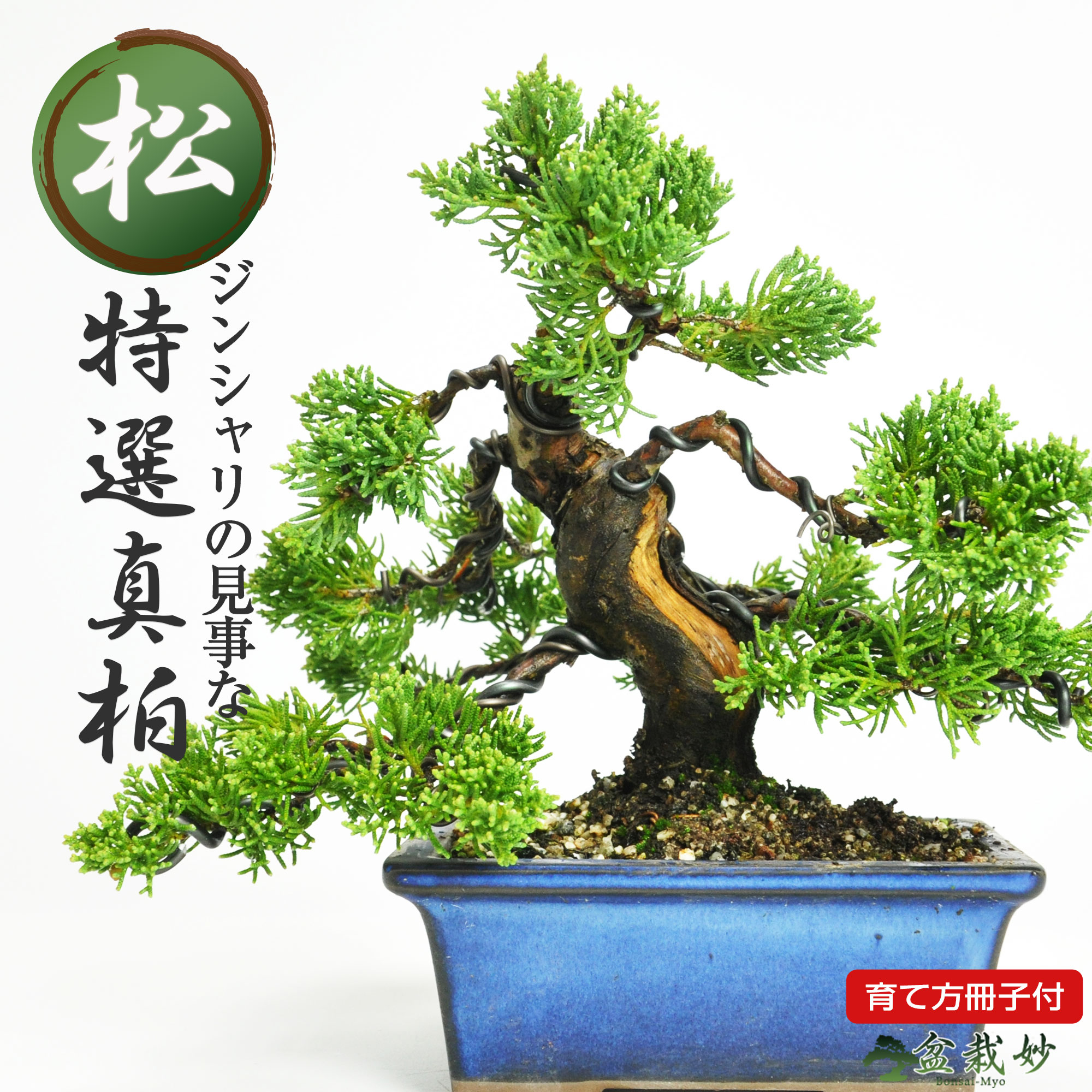 楽天市場】(株)一樹園 糸魚川真柏 貴風盆栽 樹齢18年 : 一樹園