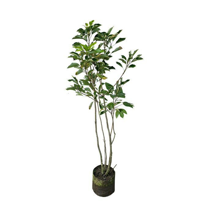 楽天市場】カクレミノ 株立 樹高1.8m前後 露地苗 シンボルツリー