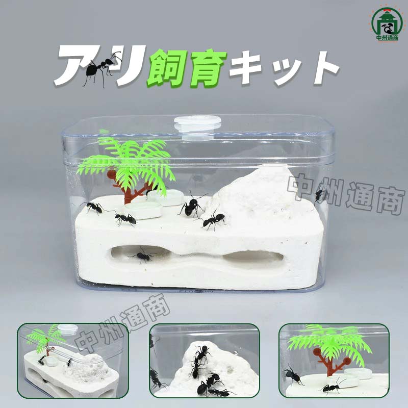 楽天市場】アリ飼育キット 石膏製巣箱 アリ城 アリ飼育セット アリ観察