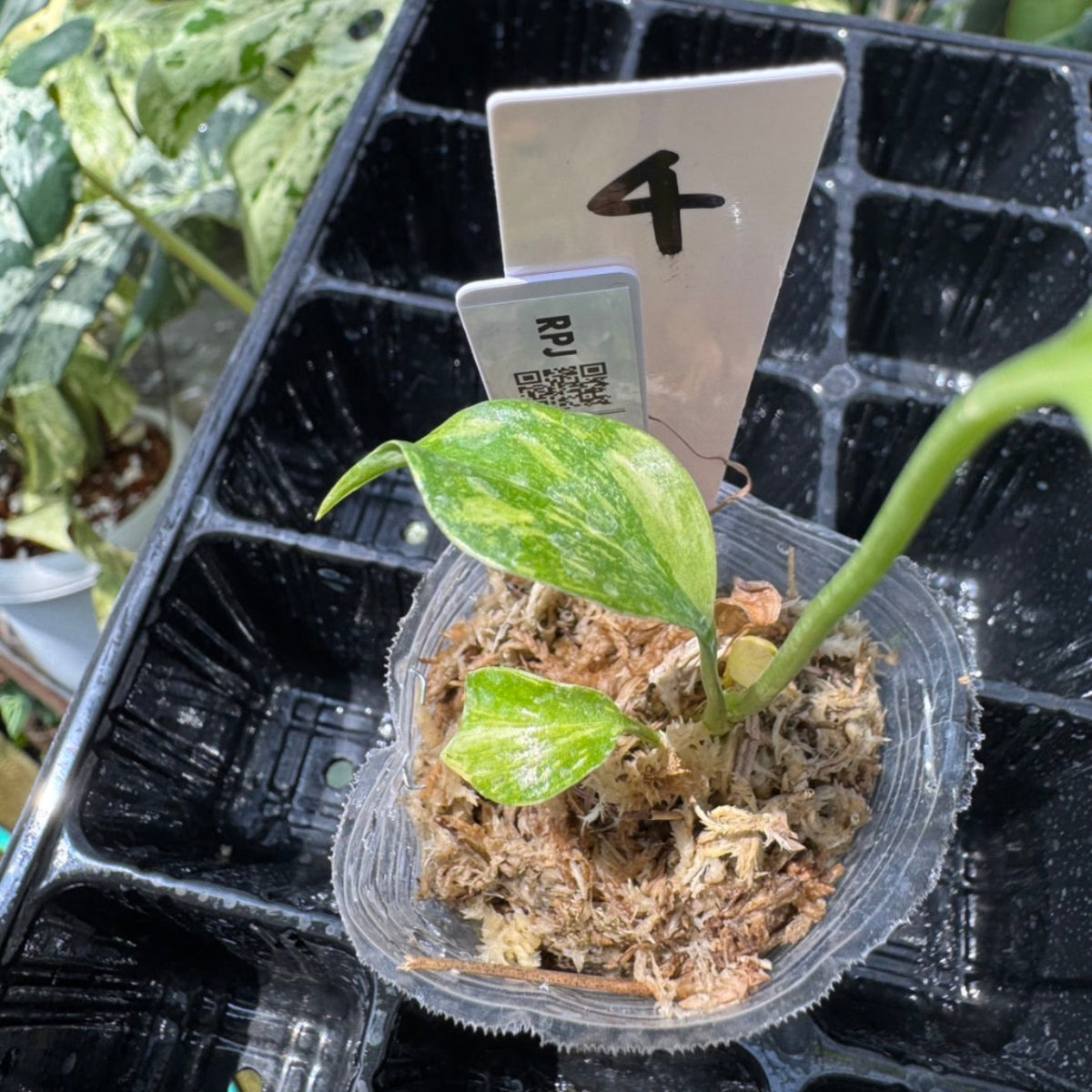 数量限定】モンステラ デリシオーサ 'エレクトロライト' – RARE PLANTS