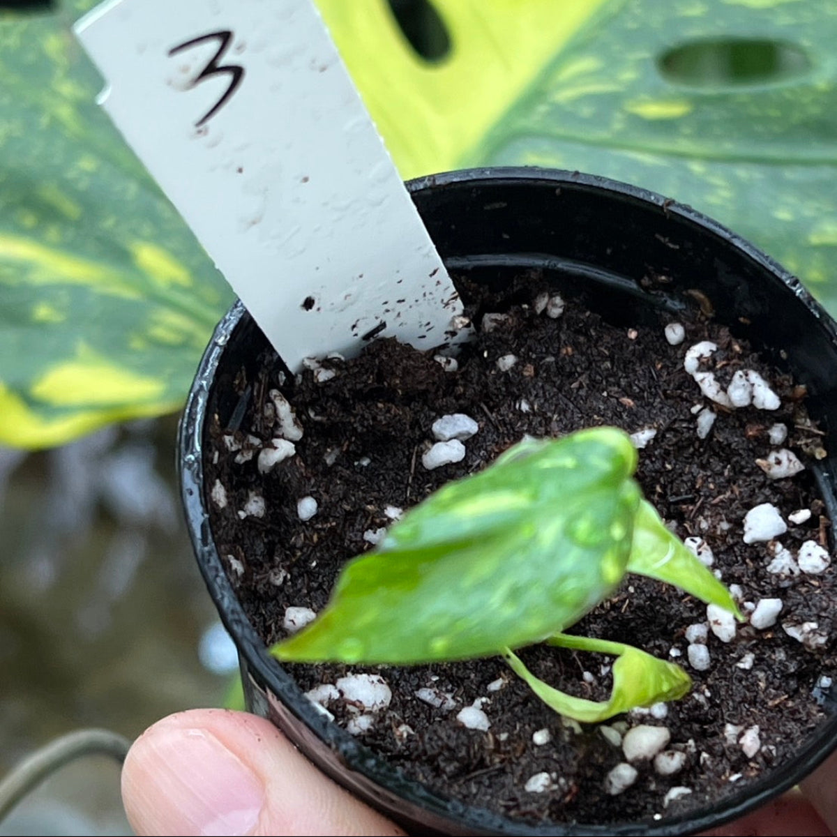 希少】モンステラ デリシオーサ 'エレクトロライト' – RARE PLANTS