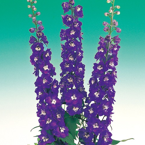 739-FDL208.jpg?202602031613