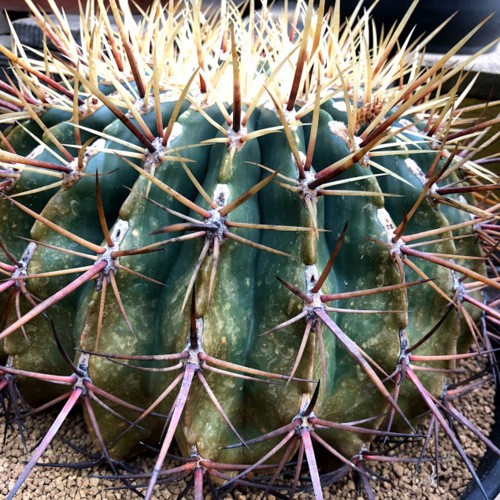 サボテン：フェロカクタス 文鳥丸*幅26cm 現品！一品限り : 遊恵盆栽
