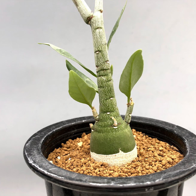 コーデックス：アデニア ペチュエリー 実生*幅3cm 現品 一品限り