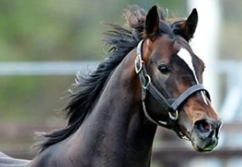 社台スタリオンステーション