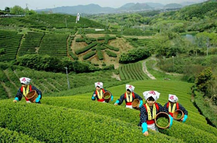 高瀬茶業組合 — 四国グリーン・ツーリズム