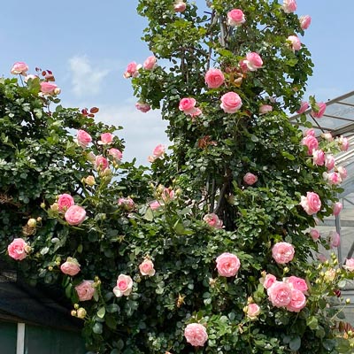 長尺苗 | 篠宮バラ園