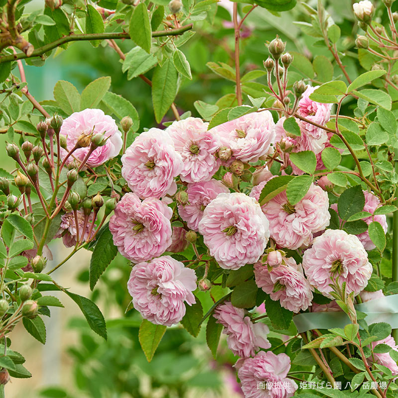 ローラ ダボー｜バラ苗の通販の篠宮バラ園