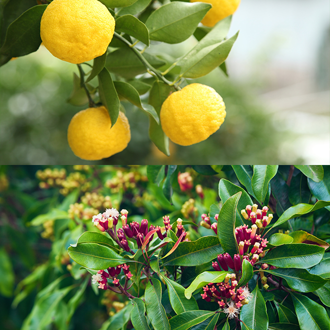 数量限定】NEROLILA（ネロリラ）リッププランパー シアーレッド 5g