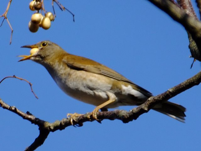シロハラ: さらさらきらきら