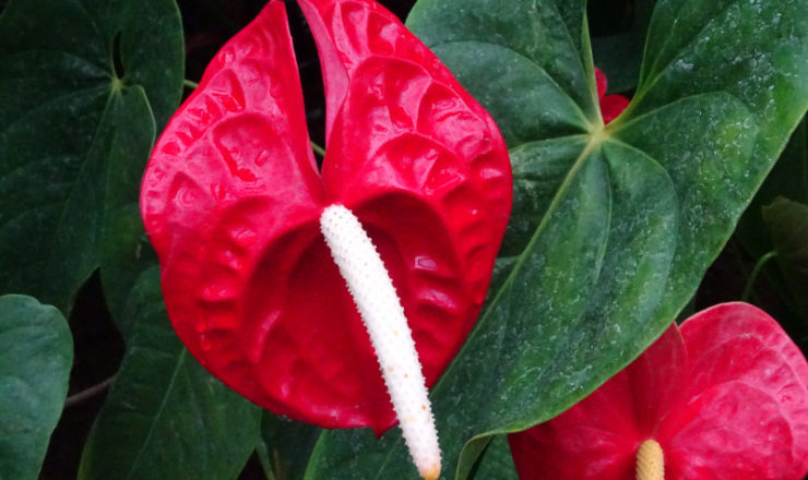 09115_anthrium-andreanum_large