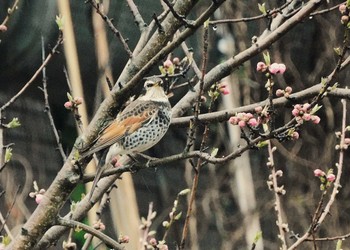 COOLPIX B600で撮影された野鳥写真(Page1) | ZooPicker
