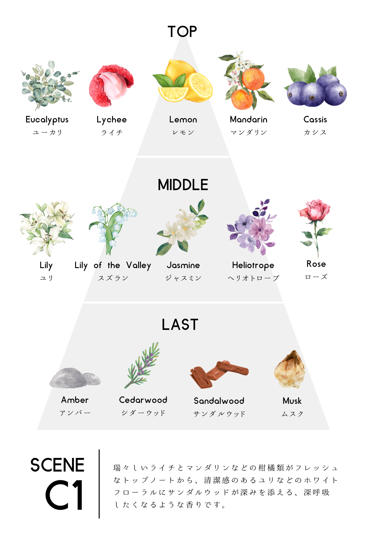 scene C1 EDT【会員証付】-zzzgoo- – zzzgoo公式オンラインストア