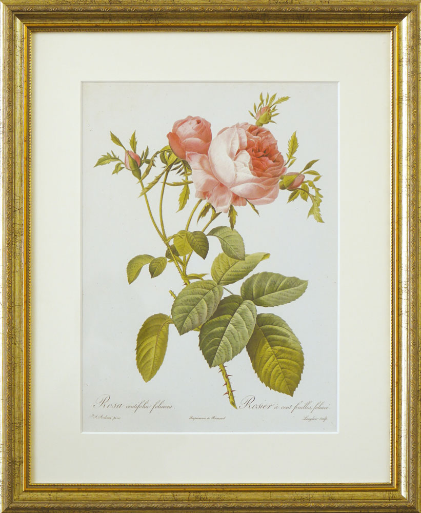 ようこそ、ルドゥーテの世界へ | 紀伊國屋書店 - 本の「今」に会いに行こう