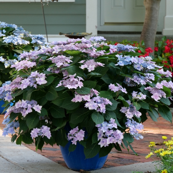 PW公式オンラインストア / 【通常商品】ヤマアジサイ タフスタッフ